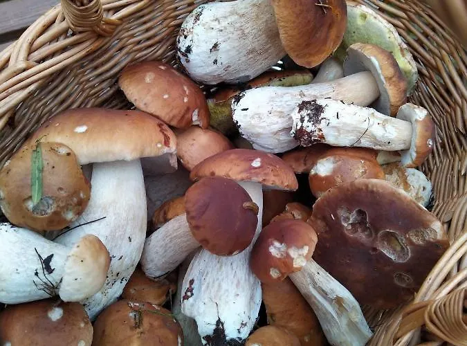 度假居 Niemenkaerki From Offerhut 23 *