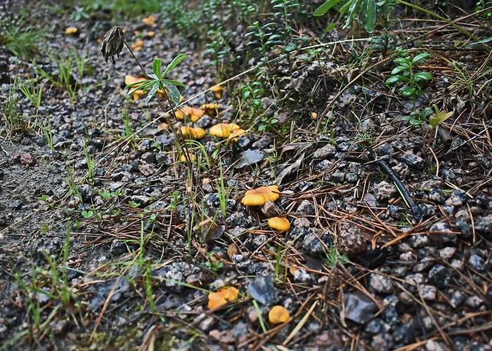 Niemenkaerki From Offerhut 23 度假居